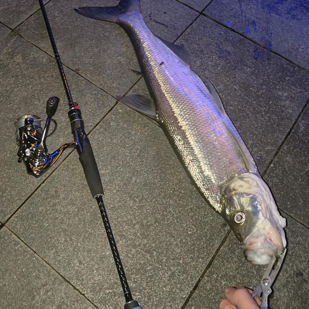 🌈🎣鳜迷心翘🦢