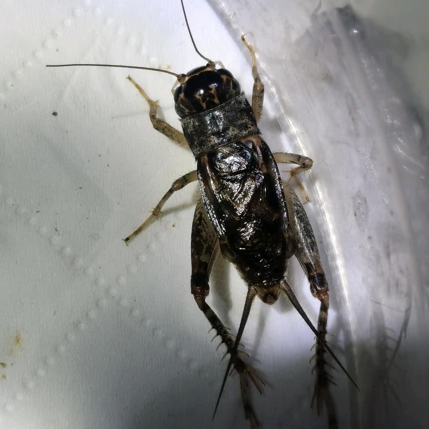 宁津蟋蟀小胡子