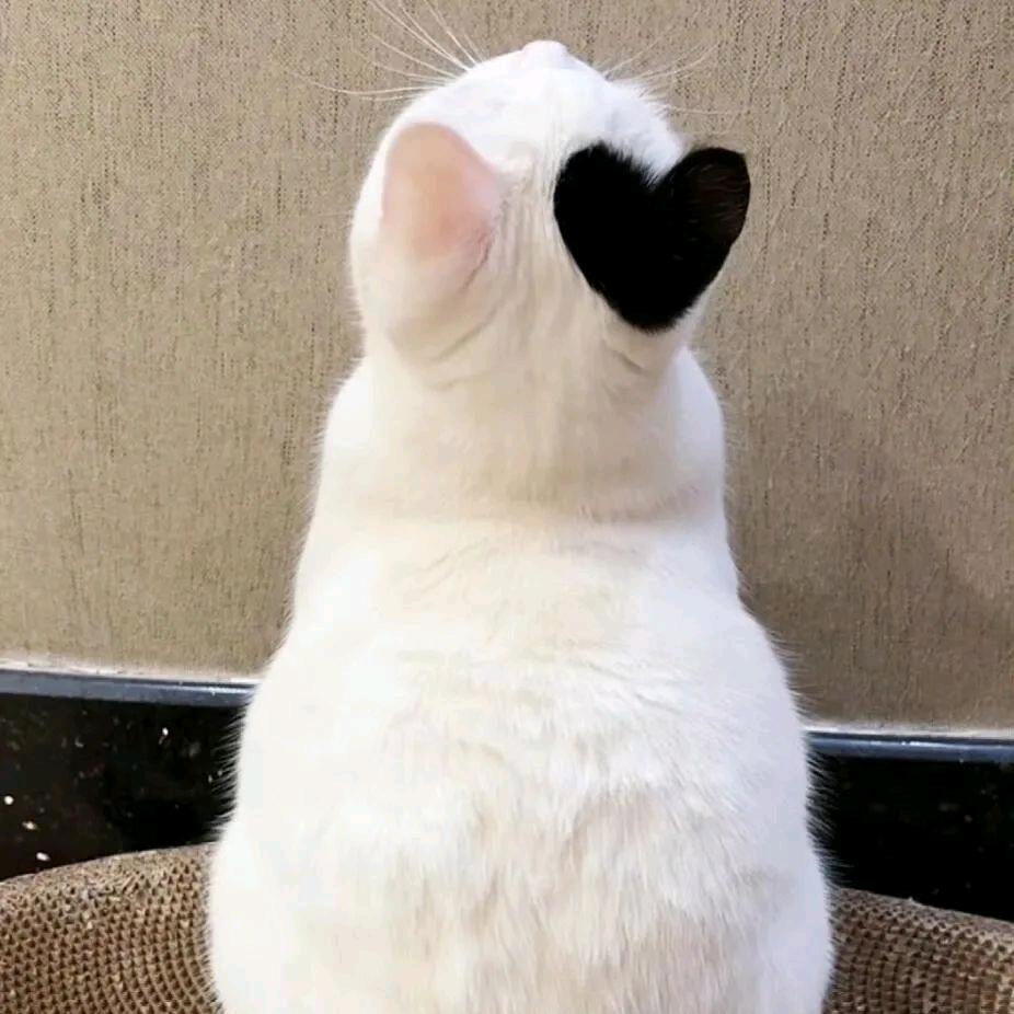 "一只可爱的🐷