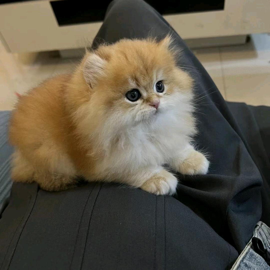 小龙女猫咪