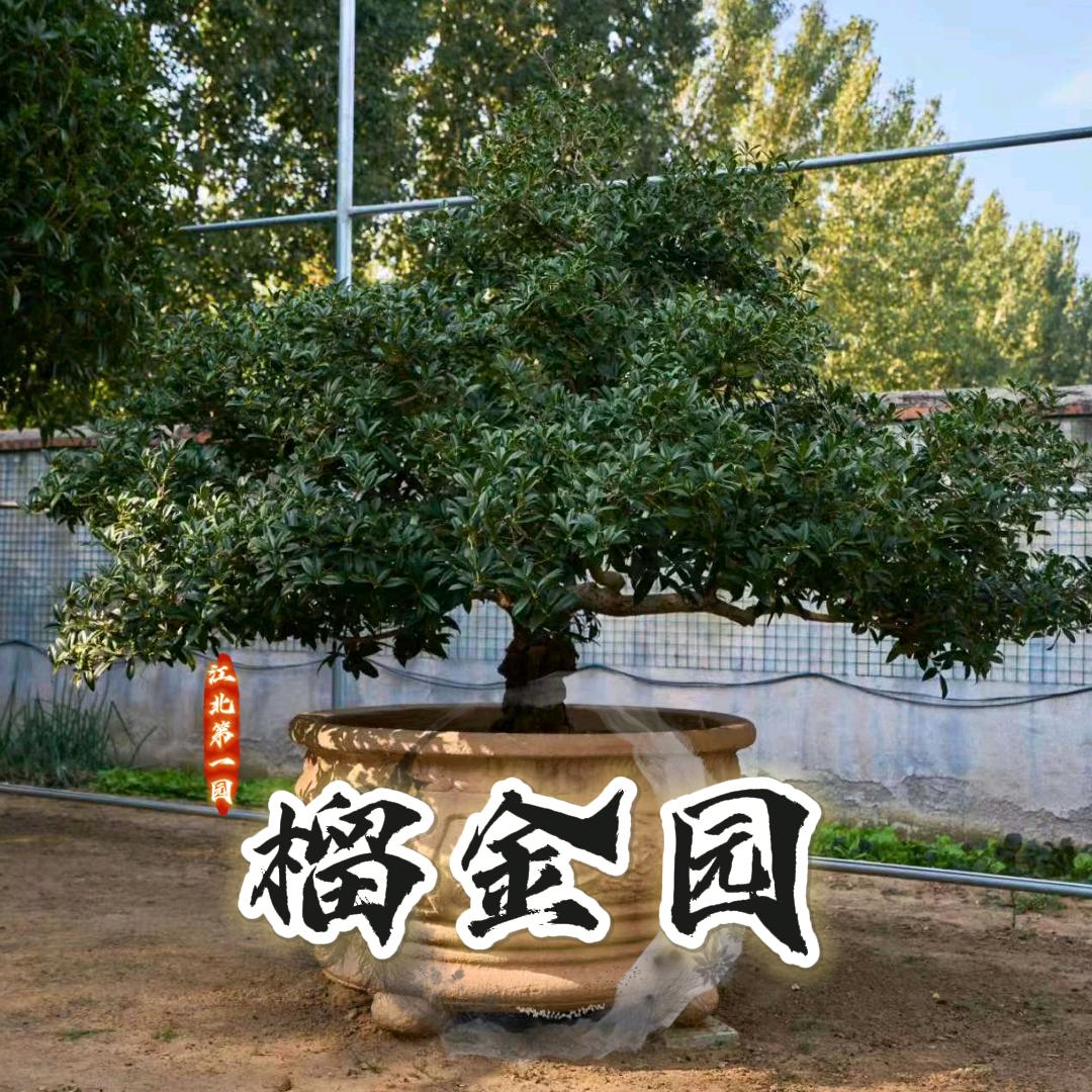 榴金园·北方庭院花木