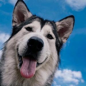 天刀木头带副本