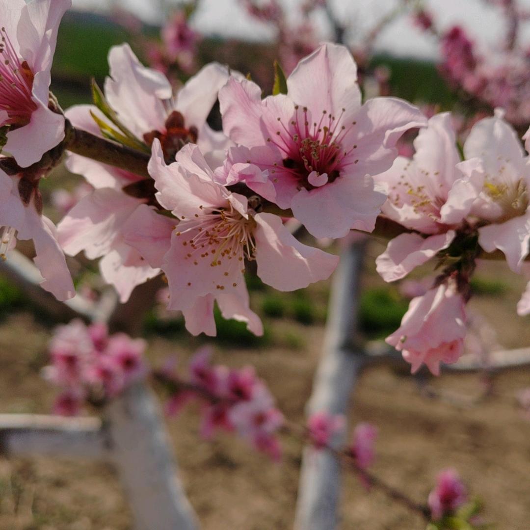 花溪畔石锅鸡公煲（青堌集店）