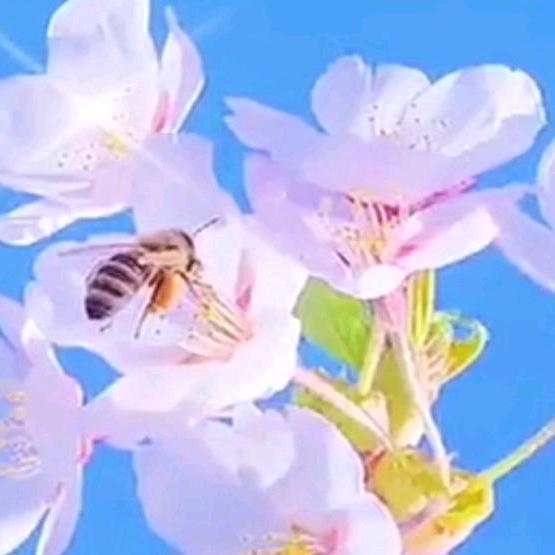 水果之恋