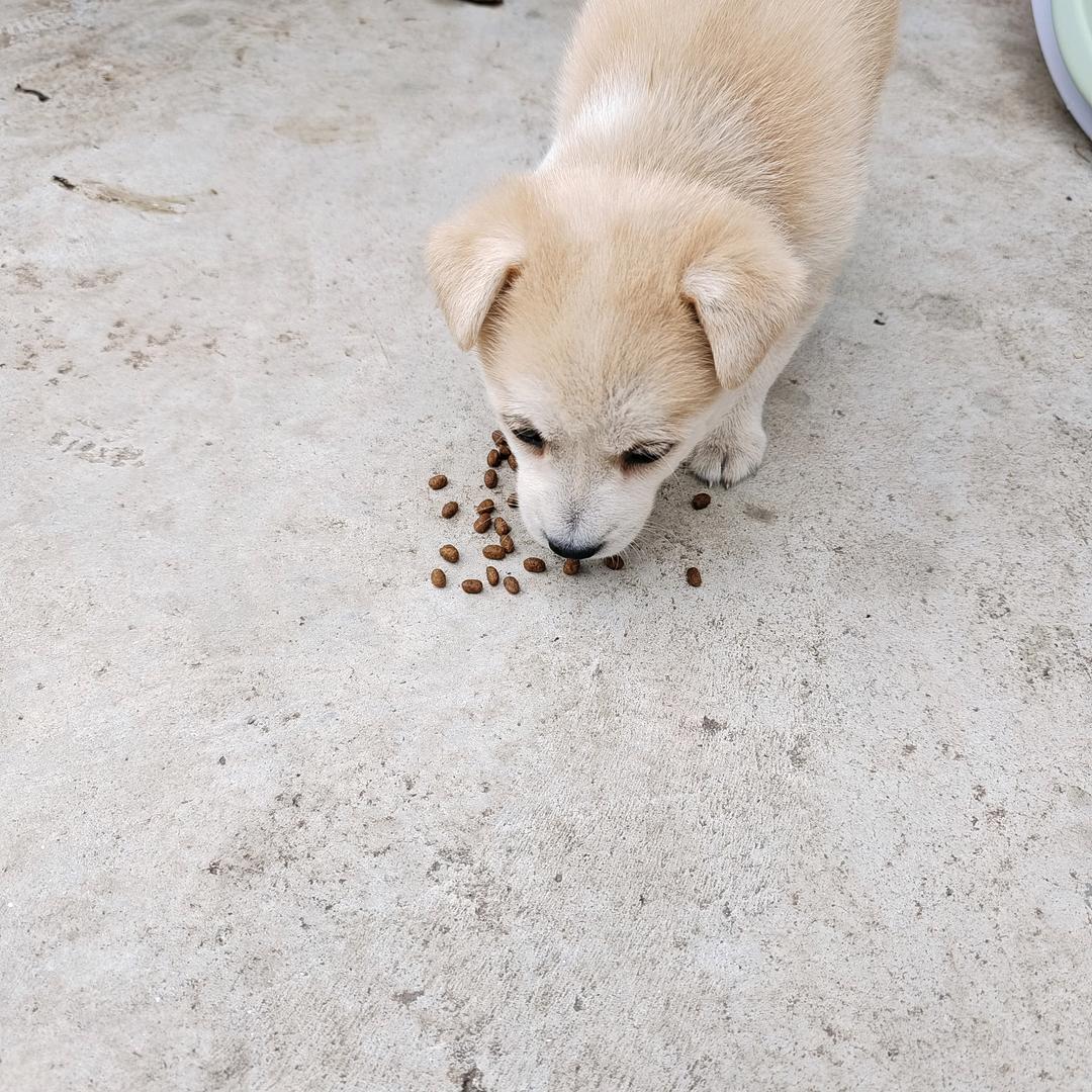 半糖ᵔᴥᵔ 微甜