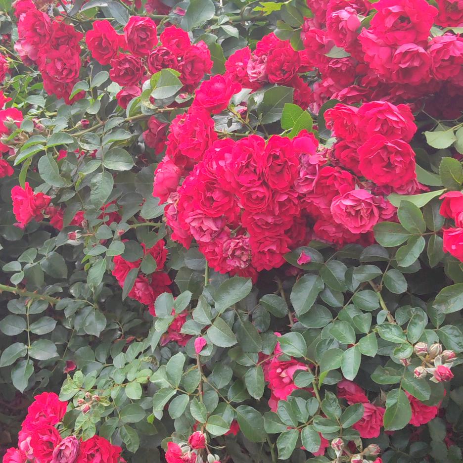 手机用户64607556070