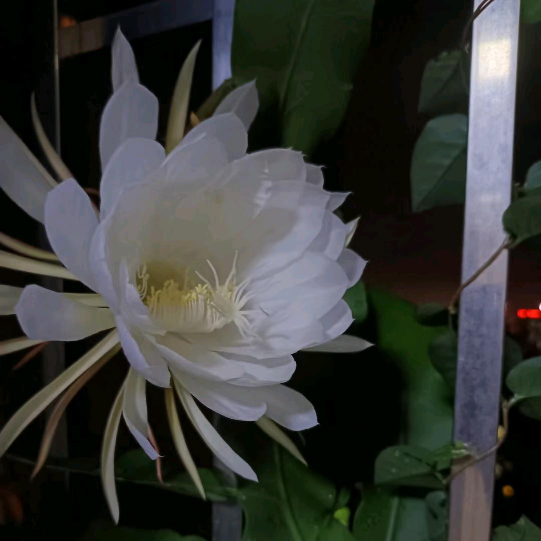 昙花一现