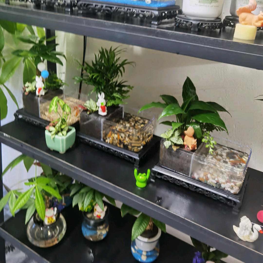 好运发财树绿植园艺