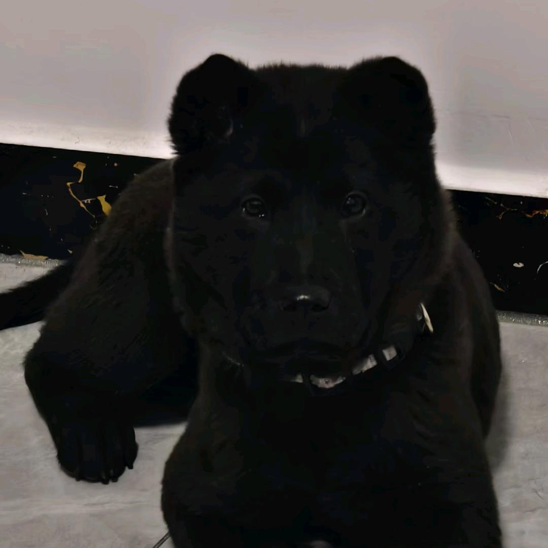 农村香姐养犬人