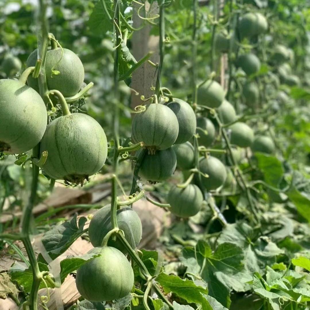 合佳怡优选果蔬