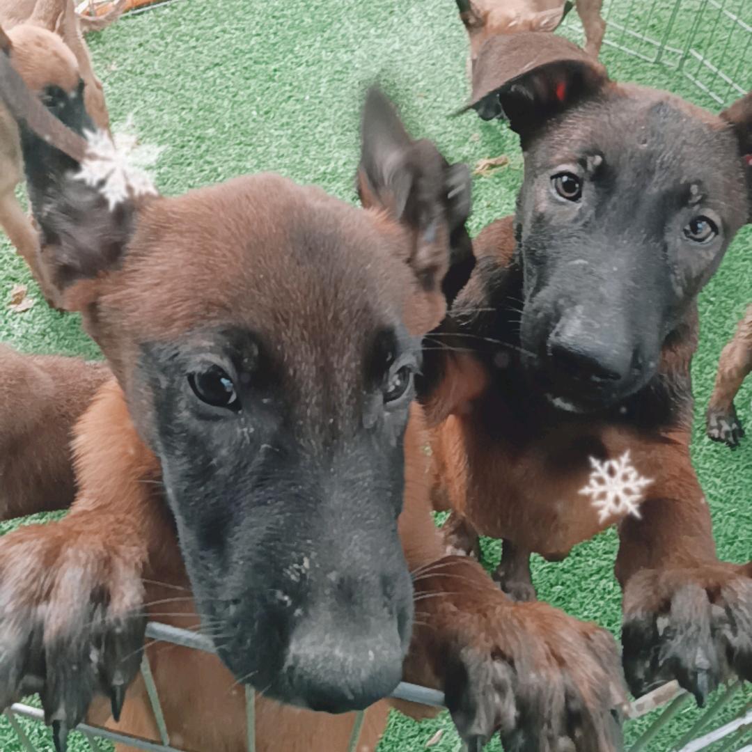 红马犬业，（马犬，杜宾，杜高）
