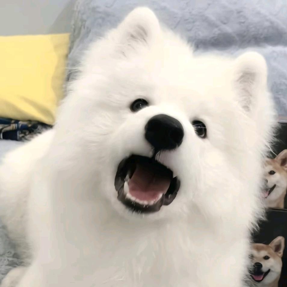 不回消息的都是鲨臂