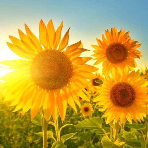 葵花朵朵向太阳