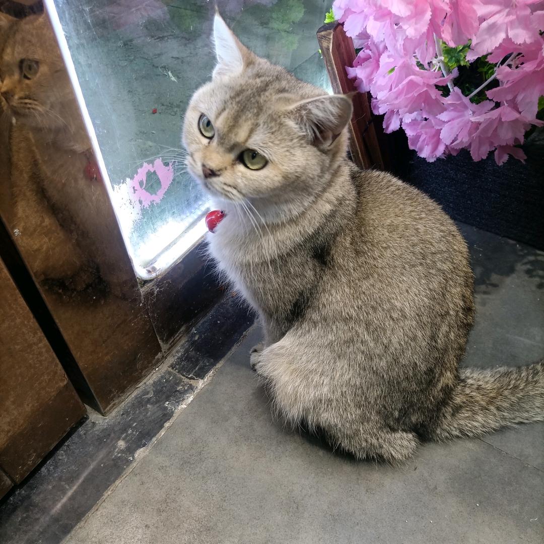 芥子宇