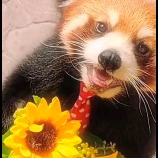 东东的胳膊