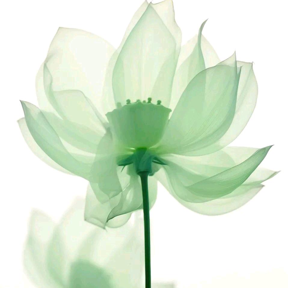 清欢师弟