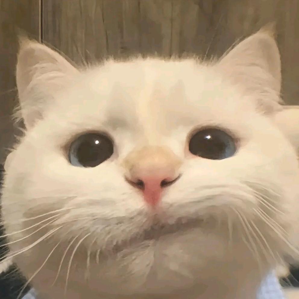 猪肉