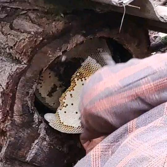 云南纯野生蜂蜜哥