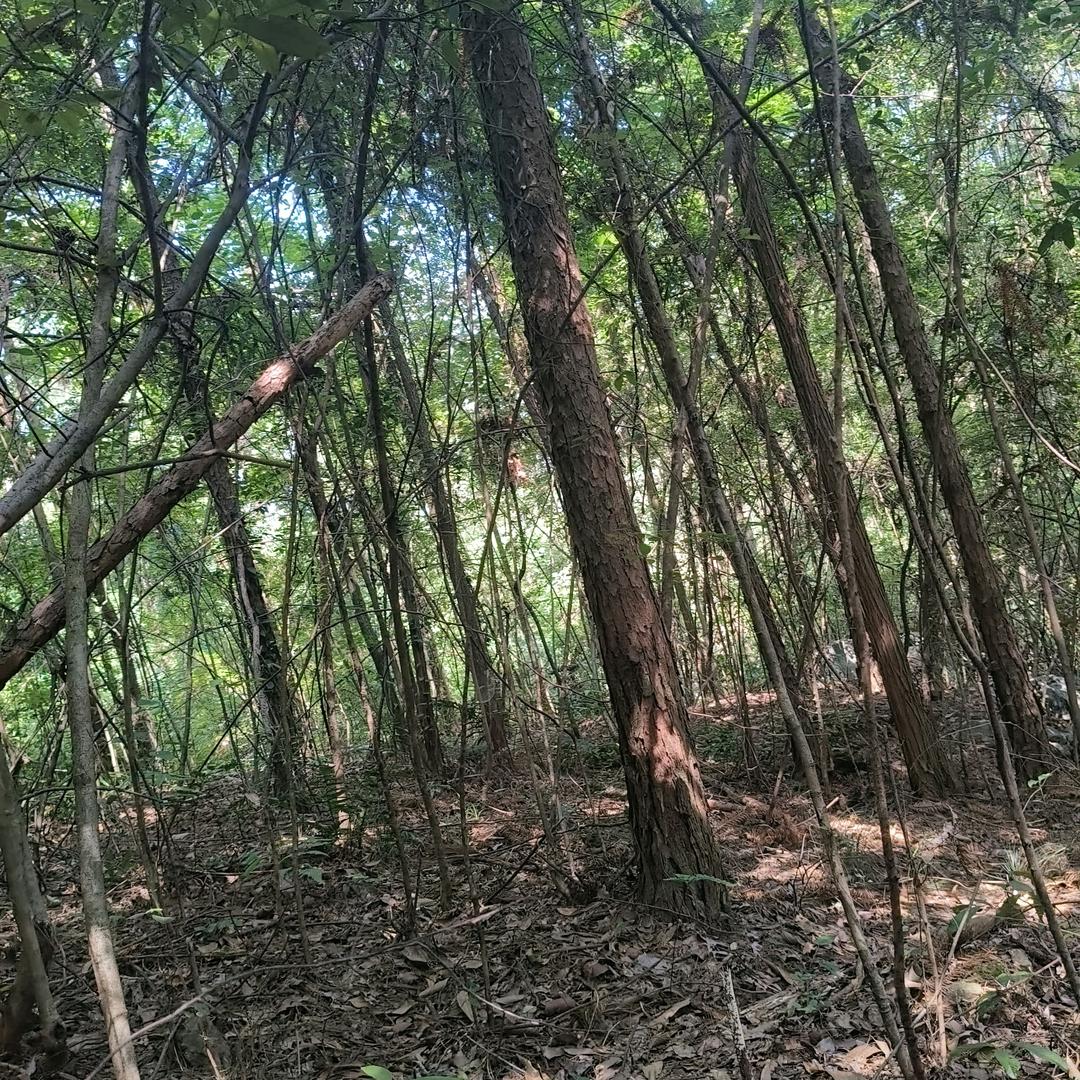汤圆