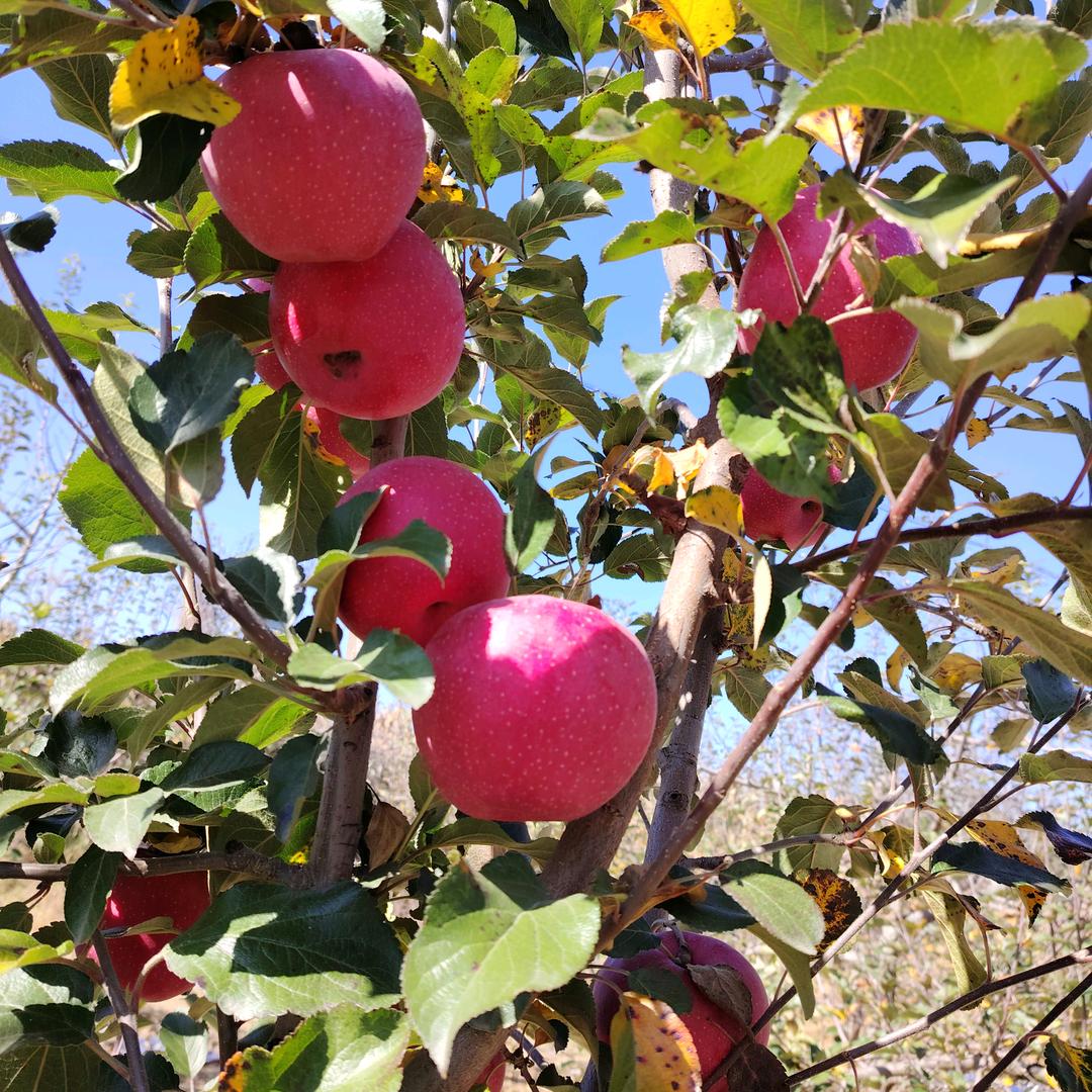 平平淡淡炎