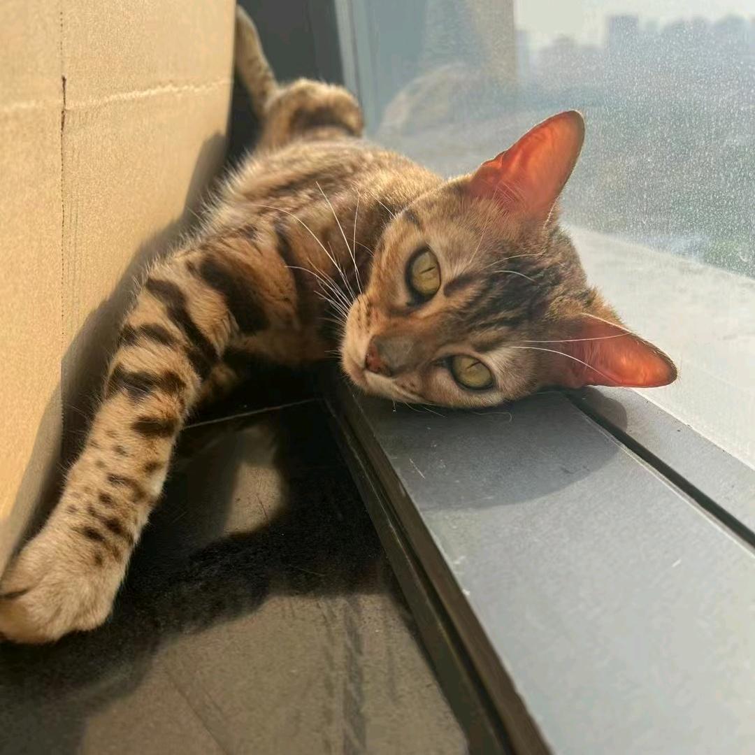 神奇宝贝训练师