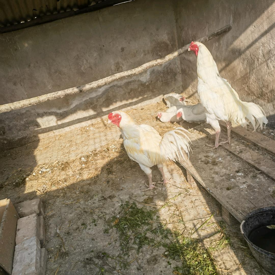 开封杞县付集镇 斗鸡