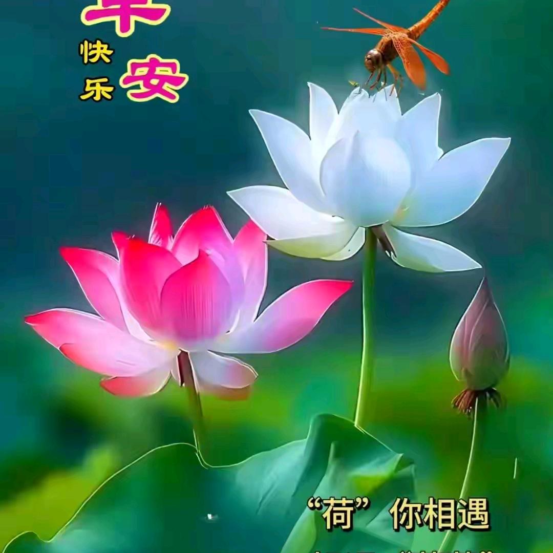 崔女士