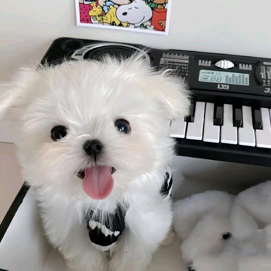 摆烂