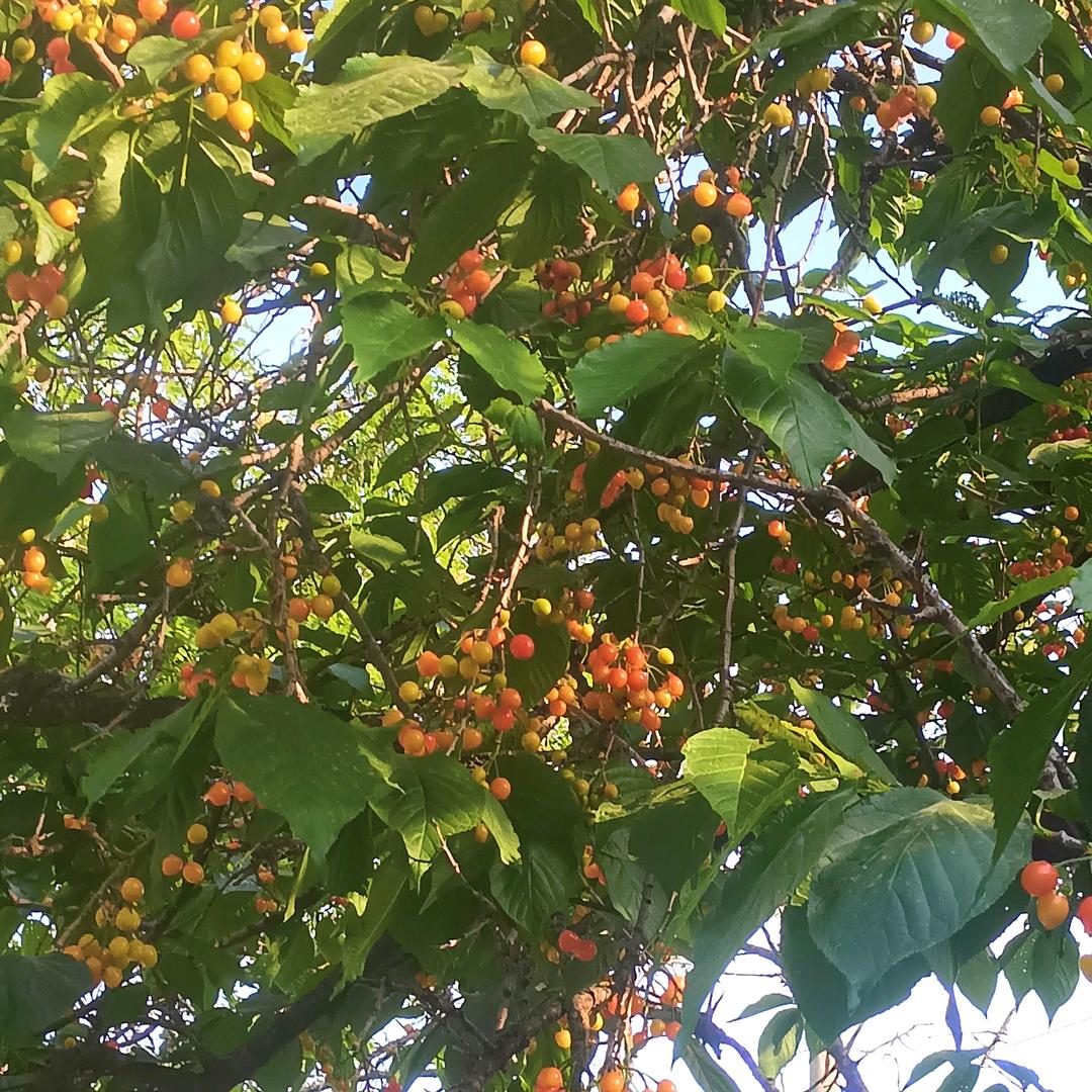 幸福人生，幸福的鱼