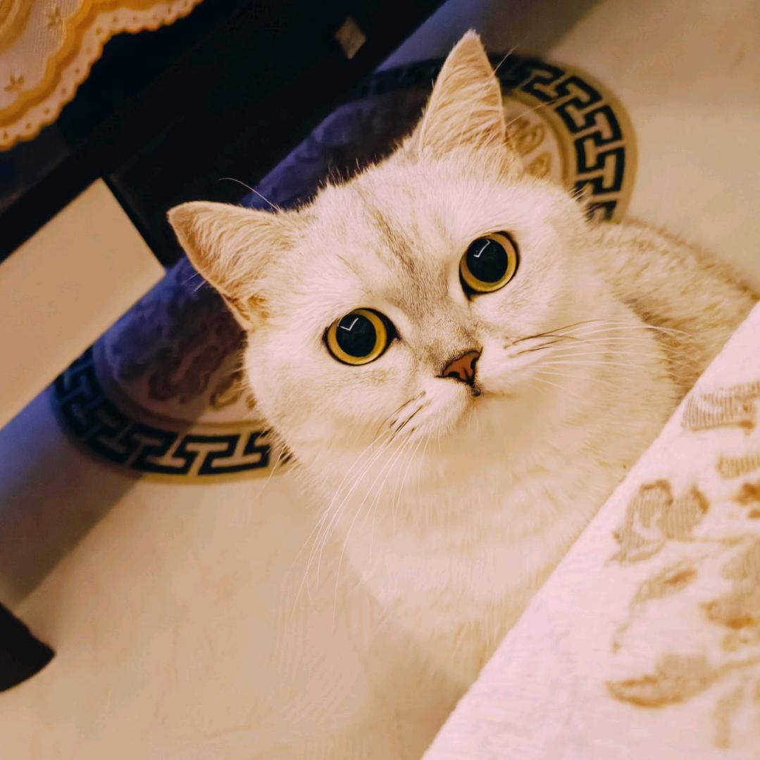 大汤圆