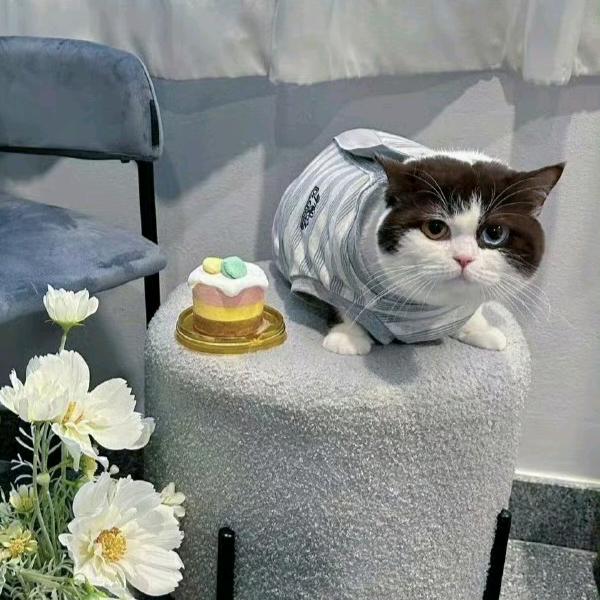 开心快乐鼠鼠er🥦