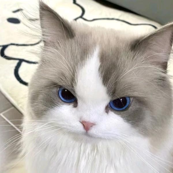 🌈小小老虎🌈