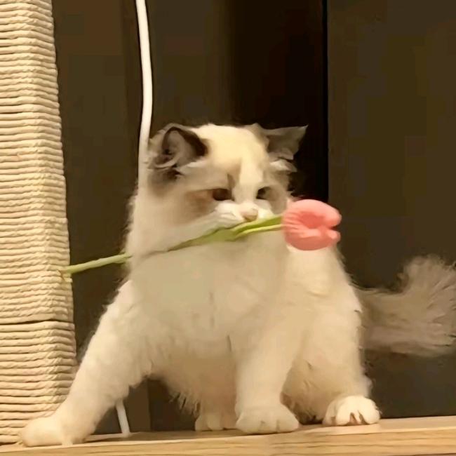 治愈萌宠