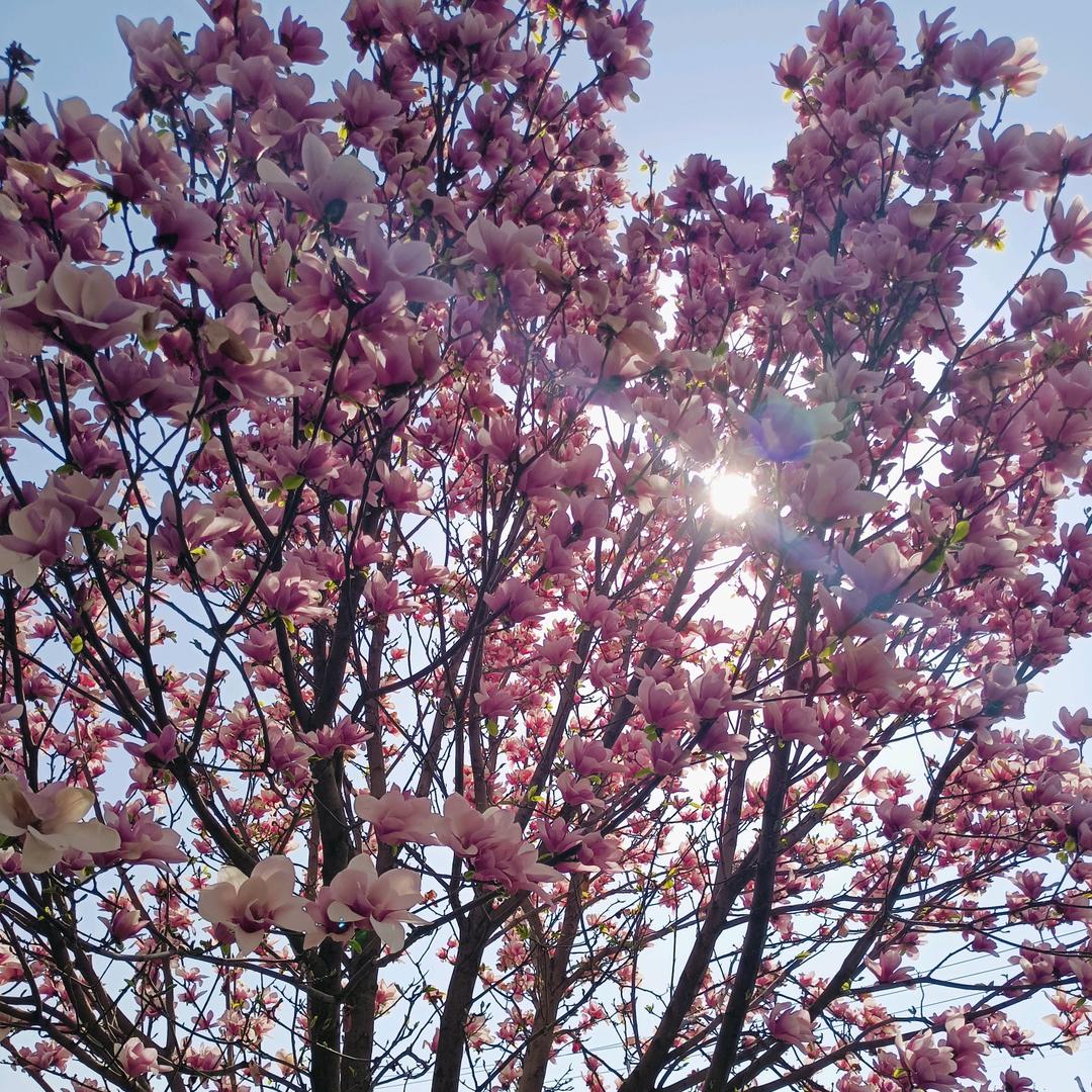 （房产）明月