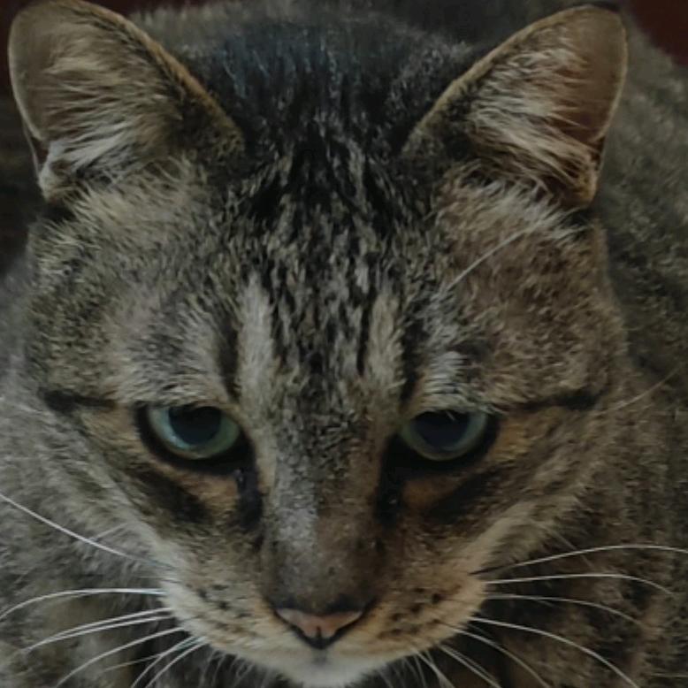 🍍SamHo不忌口🍔🍫