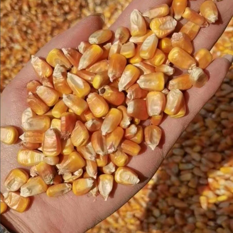 🌽鸡东县玉米(王新)