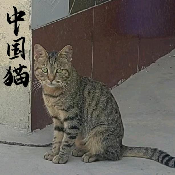 三猫的故事