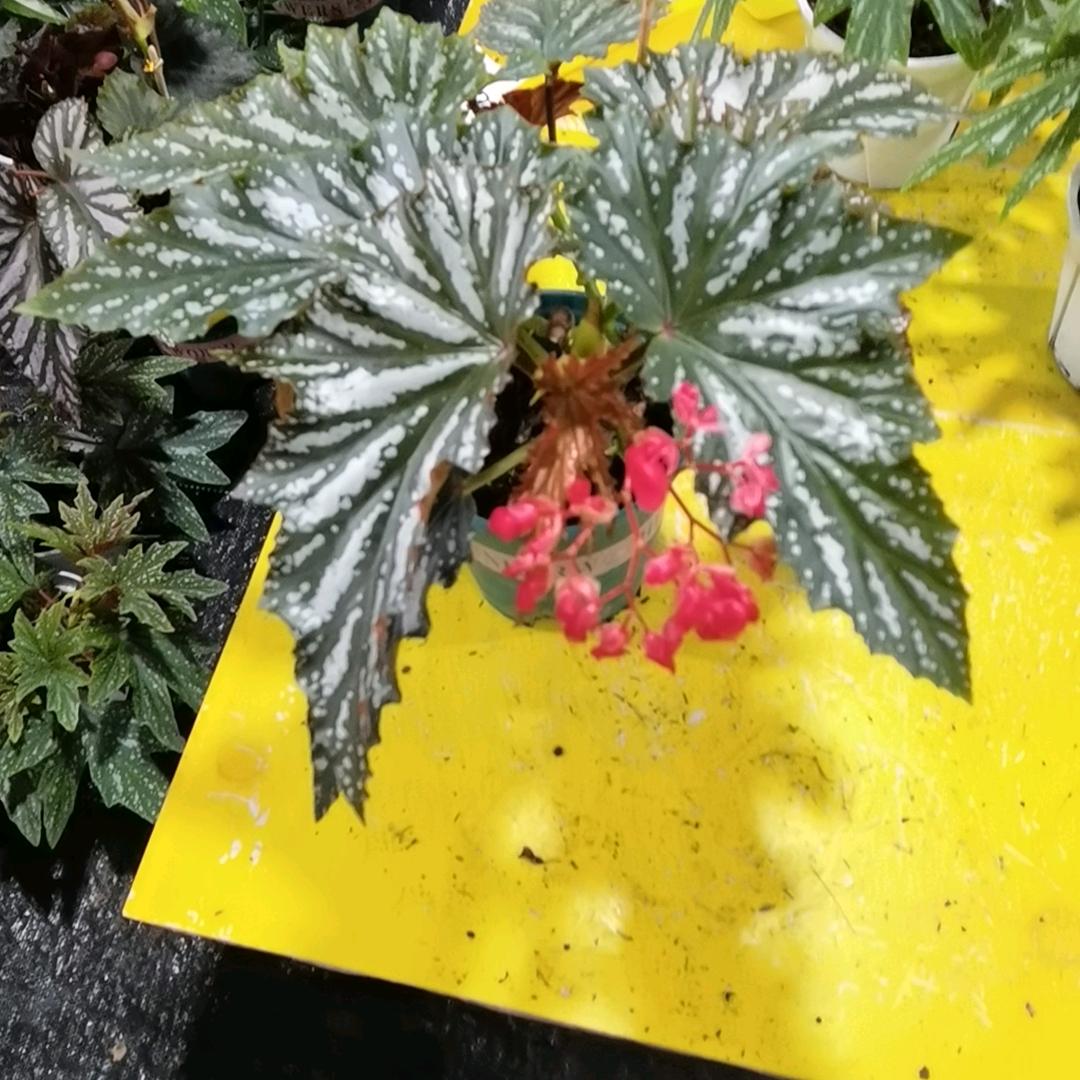 金泰花卉