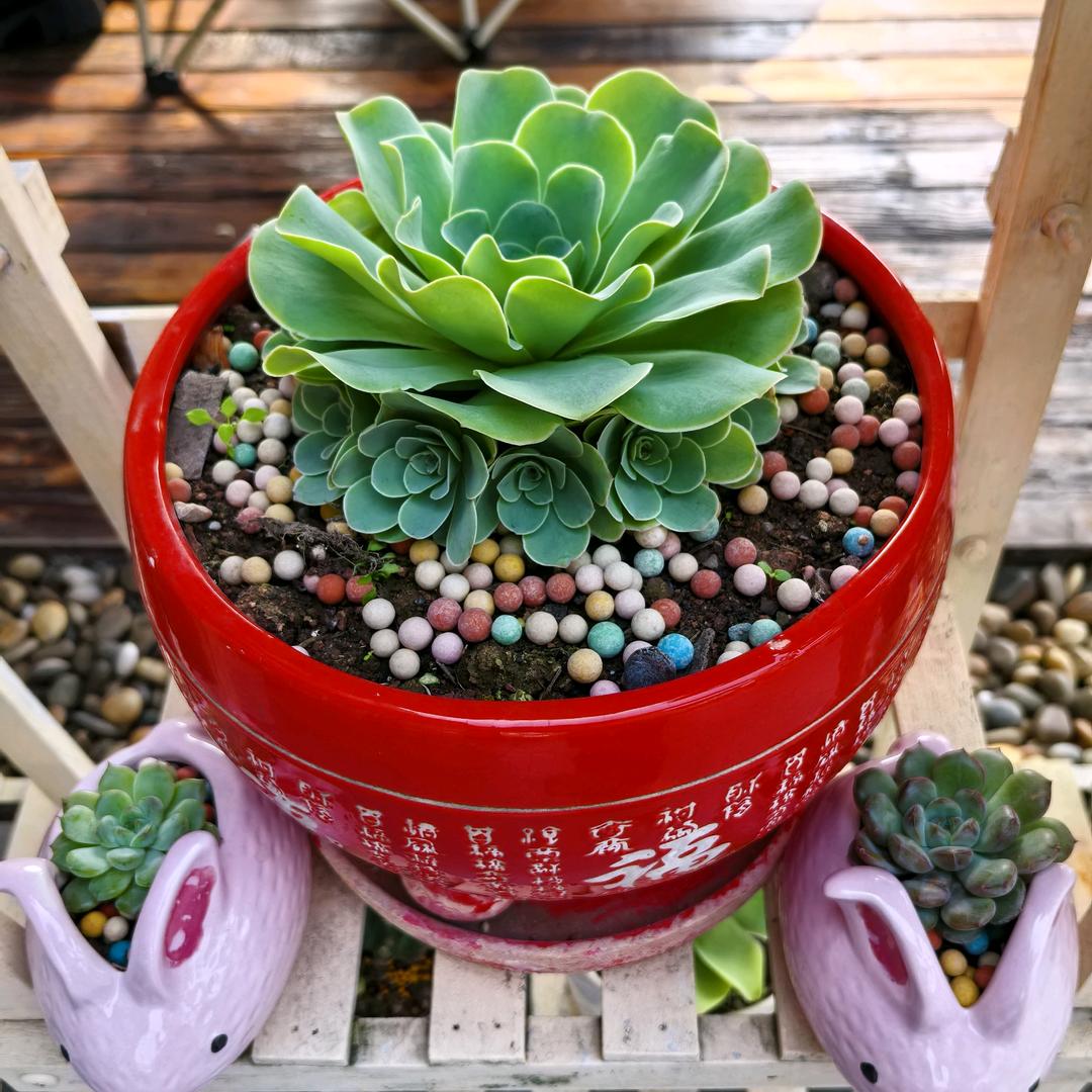 拽拽