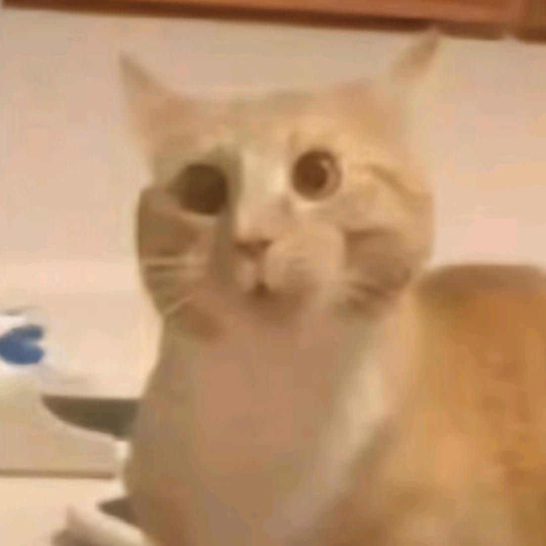 memecats