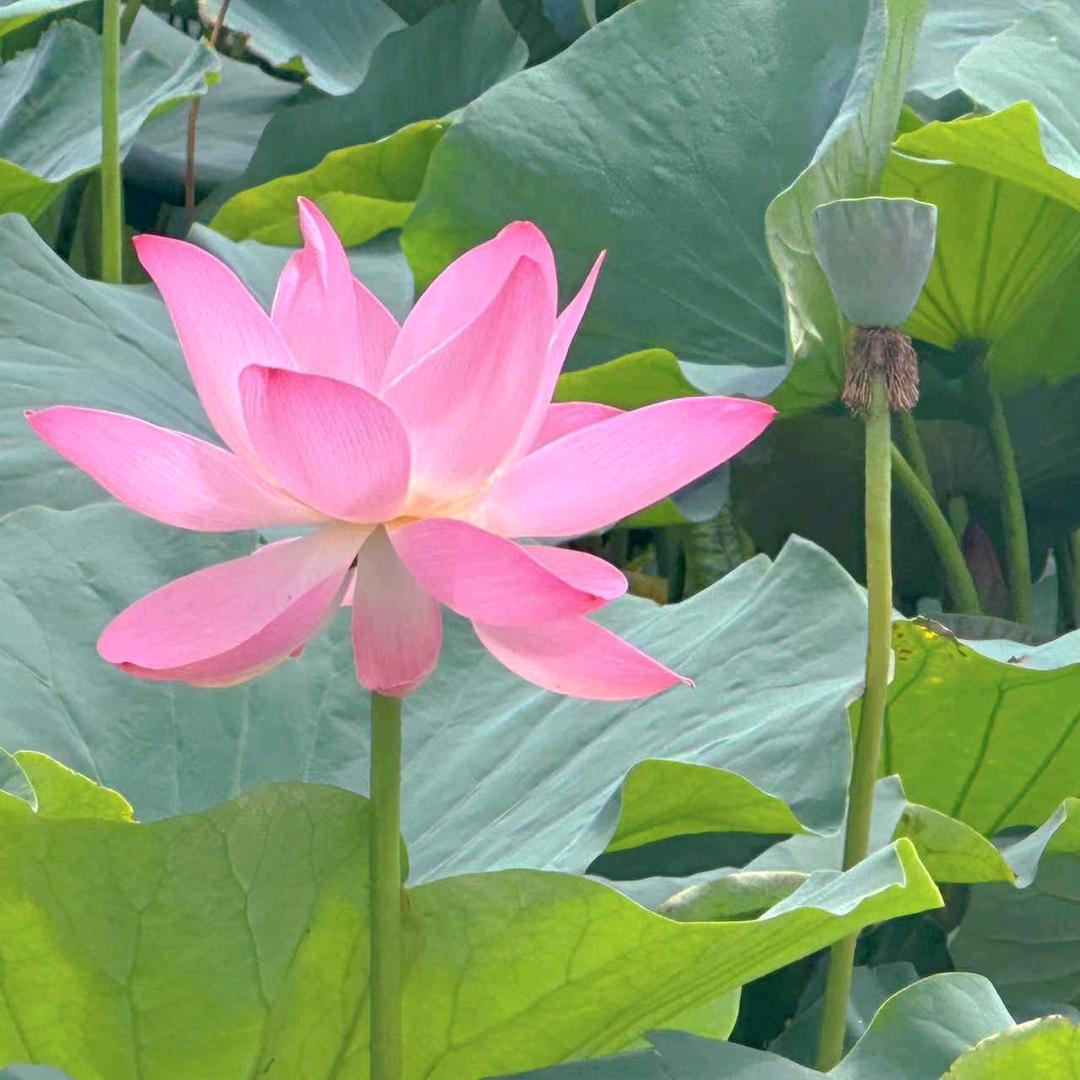 胸怀若谷