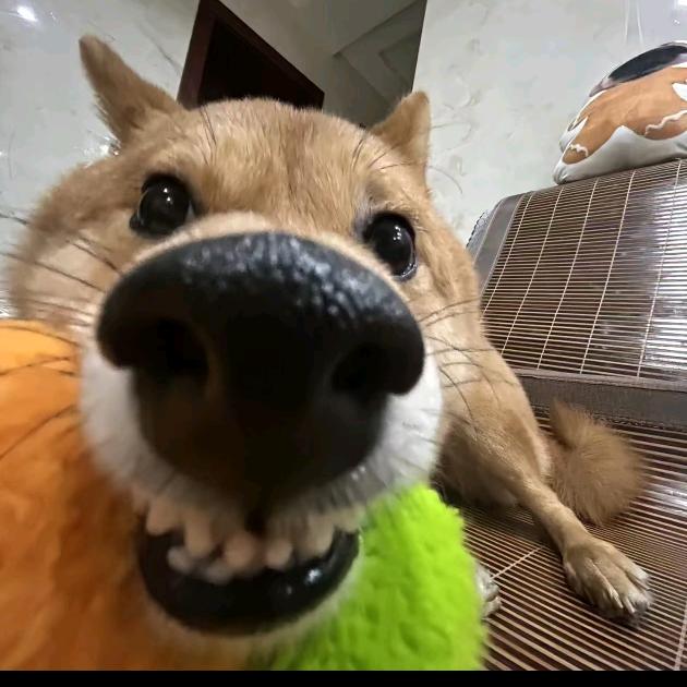 腌渔