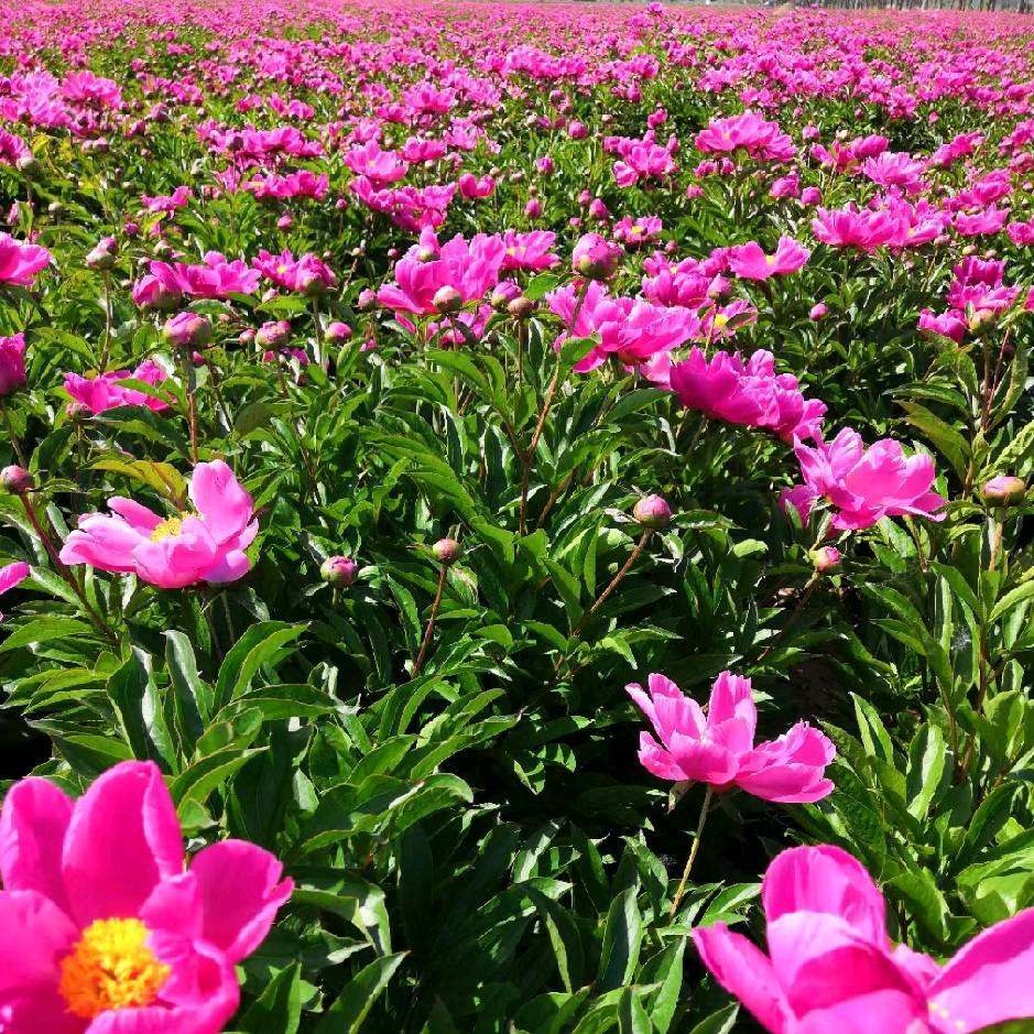 药材种植（药农基础知识讲解）