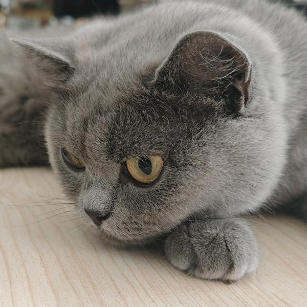 蓝猫咖啡☕