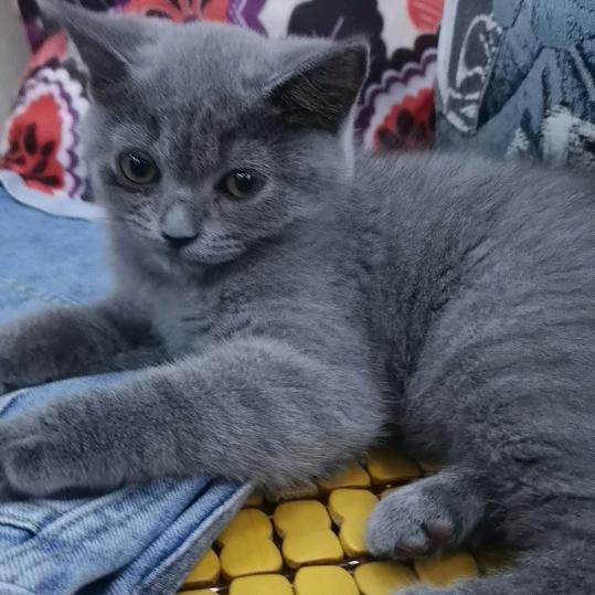 可乐是只猫