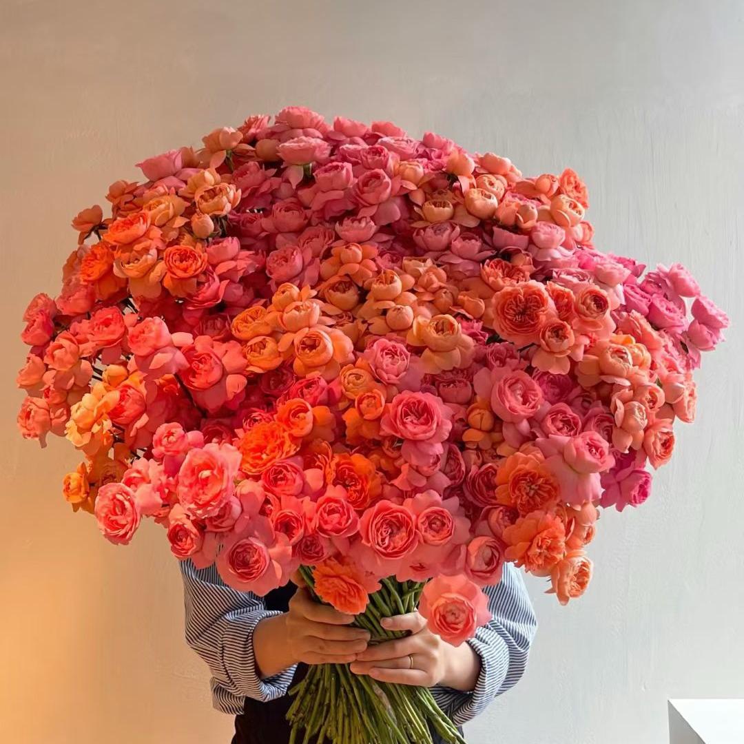 杨洋鲁鲁