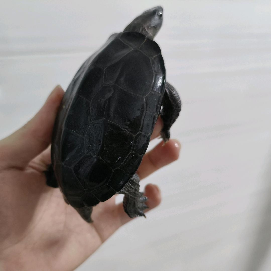 a龙养龟记