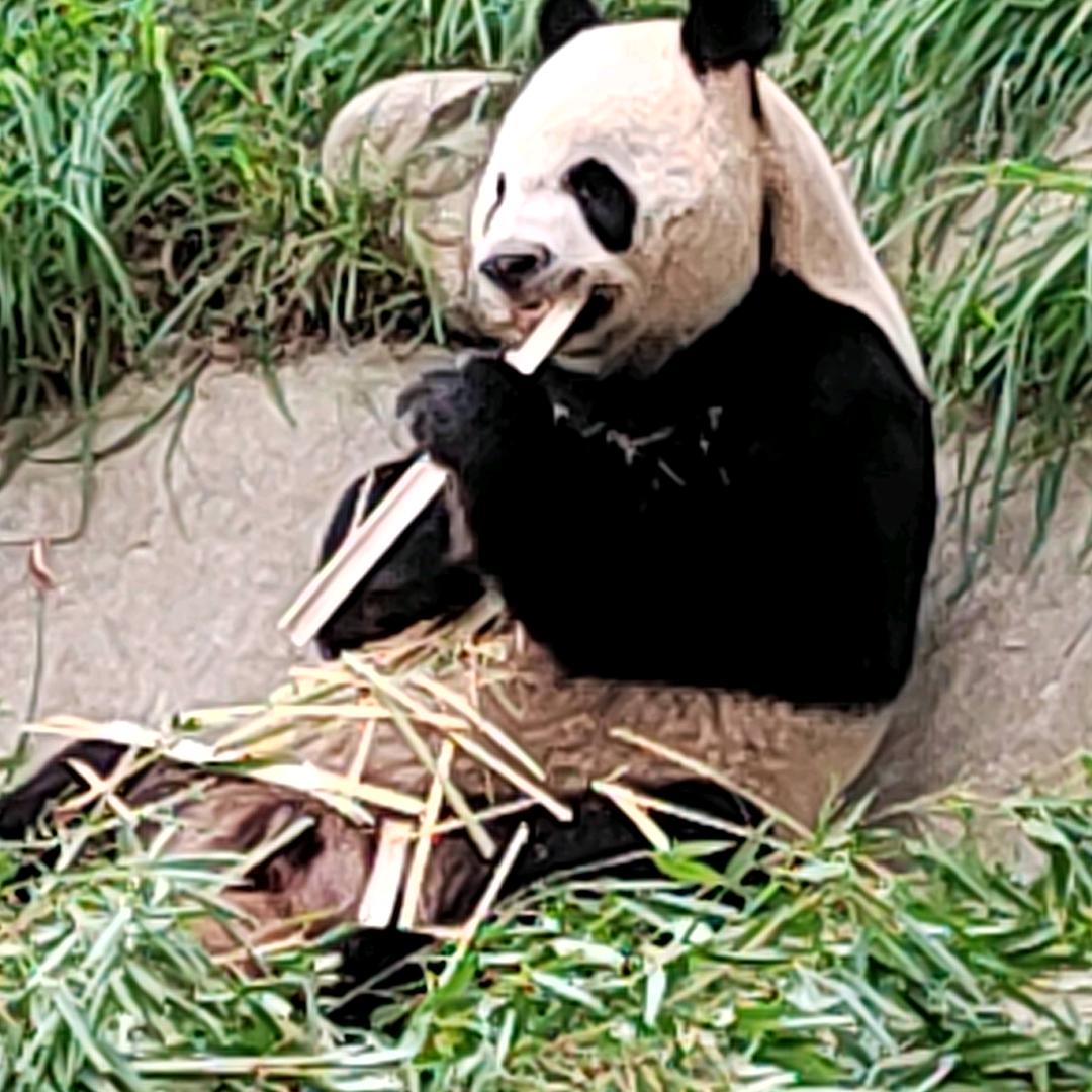 回忆