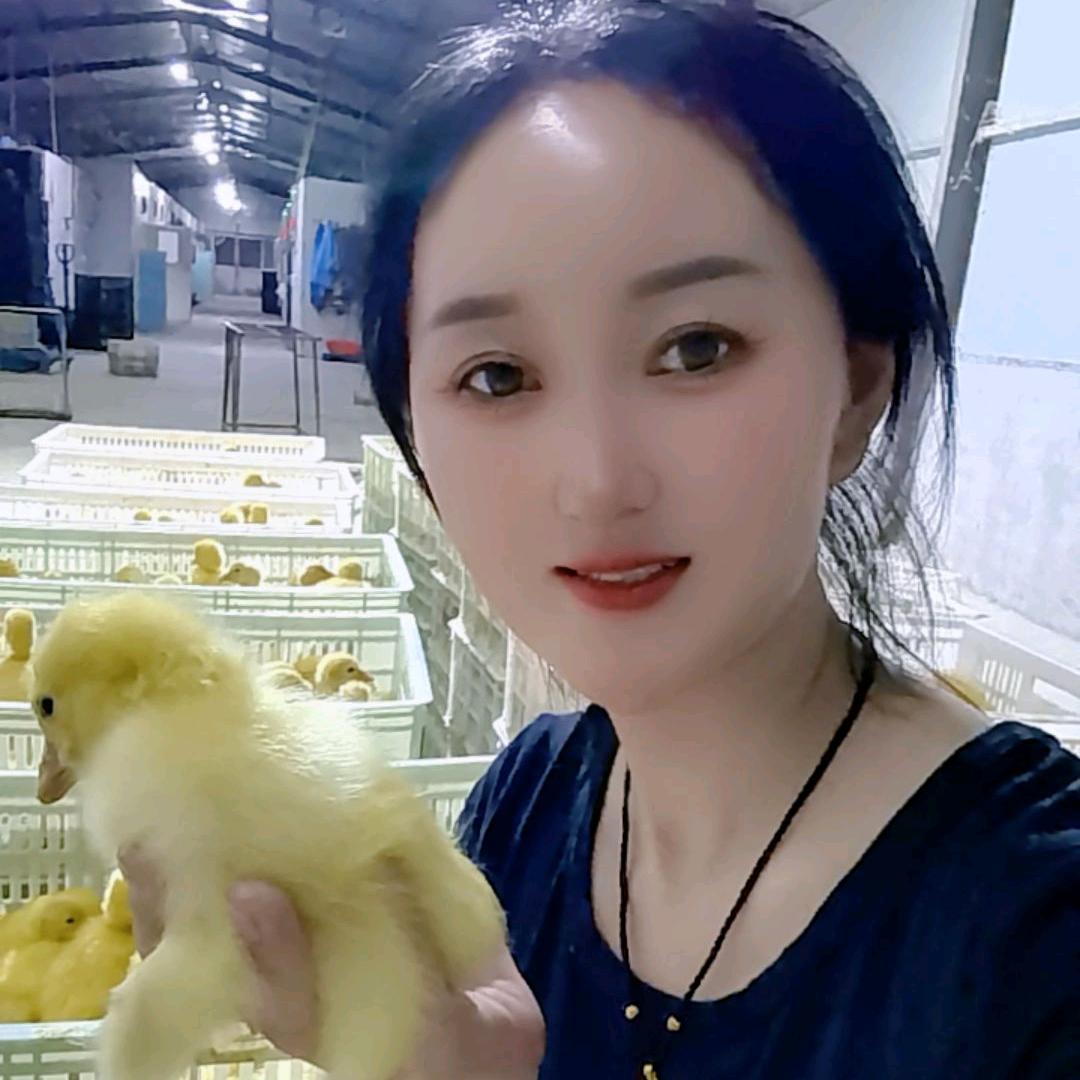 红姐鹅苗孵化厂