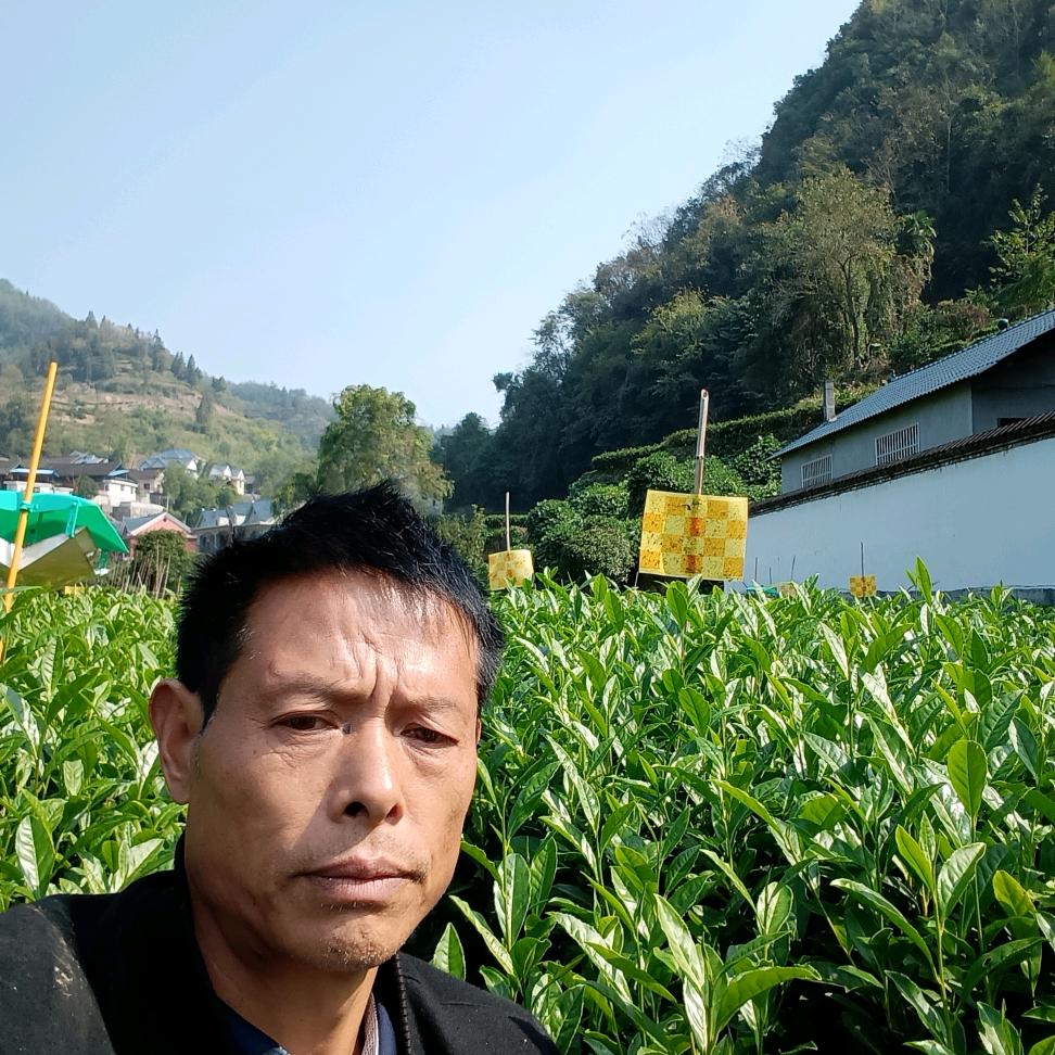 向哥